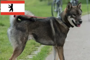 Read more about the article Shikoku-opdrættere og hvalpe i Berlin