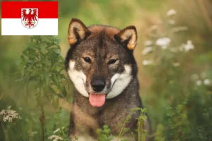 Read more about the article Shikoku opdrættere og hvalpe i Brandenburg