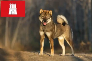 Read more about the article Shikoku-opdrættere og -hvalpe i Hamborg
