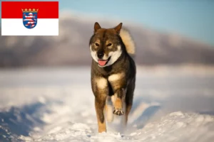 Read more about the article Shikoku-opdrættere og -hvalpe i Hessen