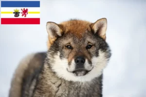 Read more about the article Shikoku-opdrættere og -hvalpe i Mecklenburg-Vorpommern