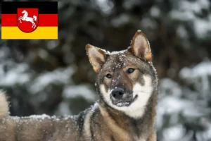 Read more about the article Shikoku-opdrættere og -hvalpe i Niedersachsen