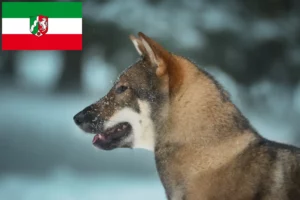 Read more about the article Shikoku opdrættere og hvalpe i Nordrhein-Westfalen
