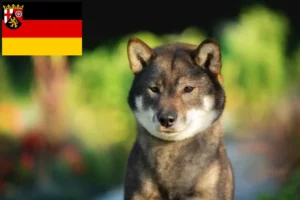 Read more about the article Shikoku-opdrættere og -hvalpe i Rheinland-Pfalz