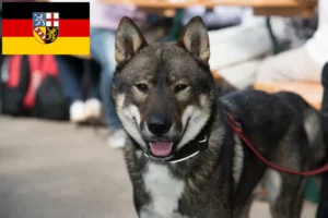 Read more about the article Shikoku-opdrættere og -hvalpe i Saarland