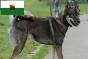Read more about the article Shikoku-opdrættere og -hvalpe i Sachsen