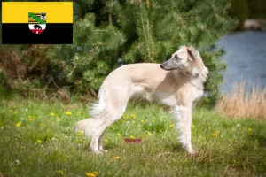 Read more about the article Silken Windsprite opdrættere og hvalpe i Sachsen-Anhalt