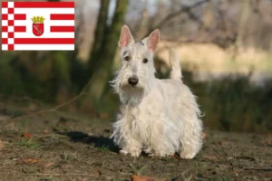 Read more about the article Scottish Terrier opdrættere og hvalpe i Bremen