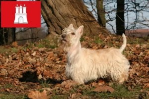 Read more about the article Scottish Terrier opdrættere og hvalpe i Hamborg
