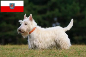 Read more about the article Scottish Terrier opdrættere og hvalpe i Thüringen