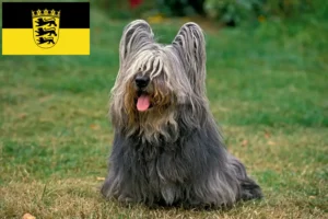 Read more about the article Skye Terrier opdrættere og hvalpe i Baden-Württemberg