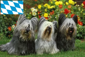 Read more about the article Skye Terrier opdrættere og hvalpe i Bayern