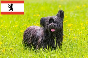 Read more about the article Skye Terrier opdrættere og hvalpe i Berlin