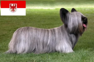 Read more about the article Skye Terrier opdrættere og hvalpe i Brandenburg