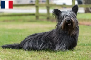 Read more about the article Skye Terrier opdrættere og hvalpe i Frankrig
