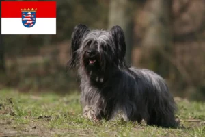 Read more about the article Skye Terrier opdrættere og hvalpe i Hessen