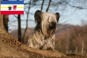 Read more about the article Skye Terrier opdrættere og hvalpe i Mecklenburg-Vorpommern
