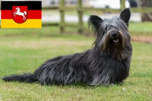 Read more about the article Skye Terrier opdrættere og hvalpe i Niedersachsen