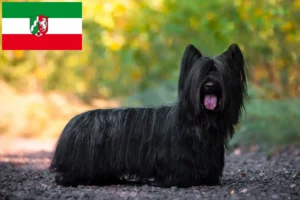 Read more about the article Skye Terrier opdrættere og hvalpe i Nordrhein-Westfalen