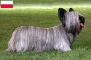Read more about the article Skye Terrier opdrættere og hvalpe i Polen
