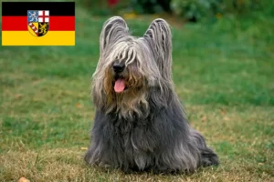 Read more about the article Skye Terrier opdrættere og hvalpe i Saarland