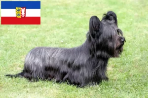 Read more about the article Skye Terrier opdrættere og hvalpe i Schleswig-Holstein