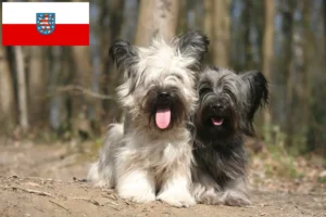 Read more about the article Skye Terrier opdrættere og hvalpe i Thüringen