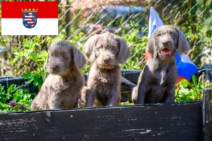 Read more about the article Slovakian Rough Beard opdrættere og hvalpe i Hessen