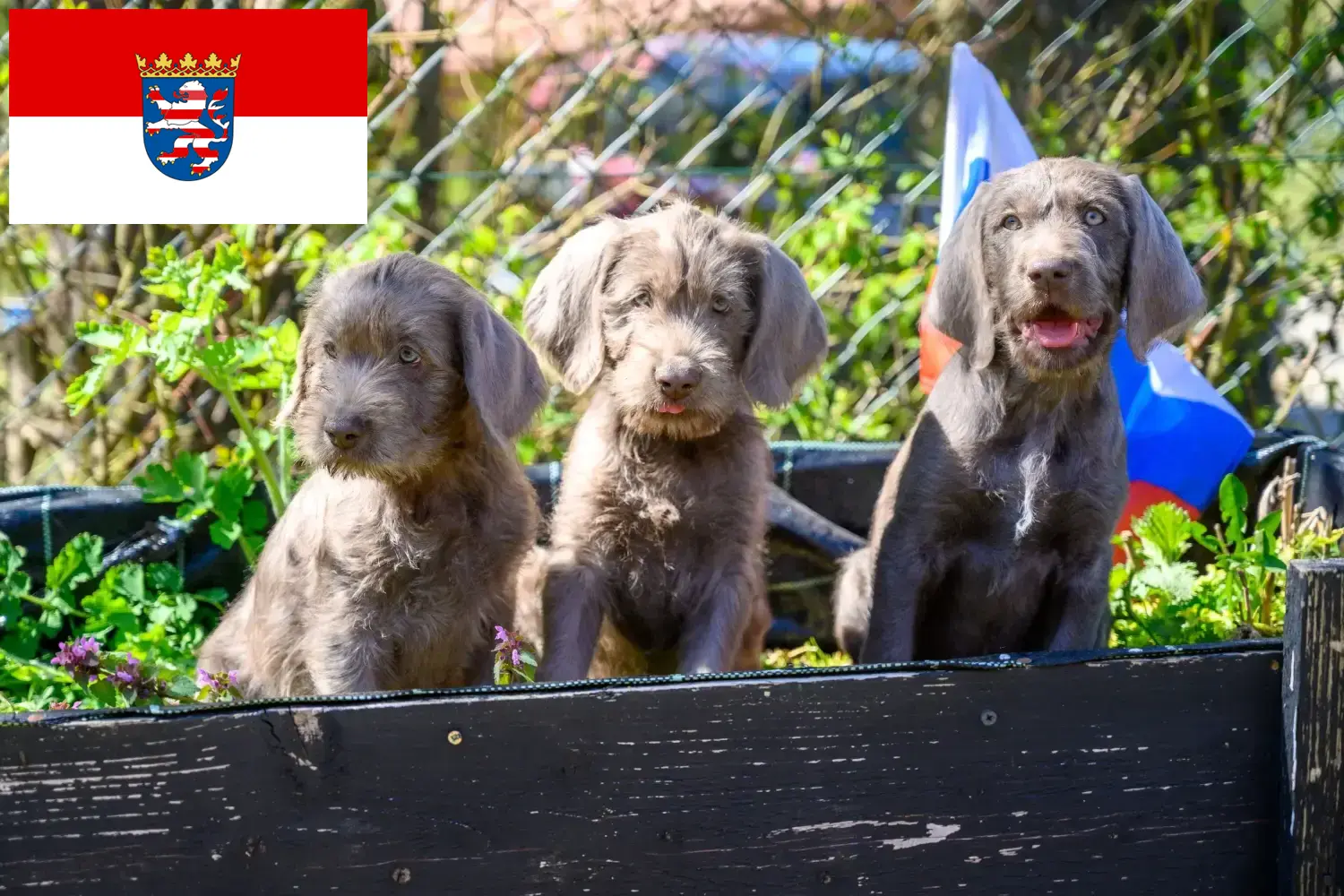Read more about the article Slovakian Rough Beard opdrættere og hvalpe i Hessen