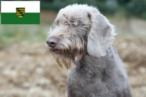 Read more about the article Slovakian Rough Beard opdrættere og hvalpe i Sachsen