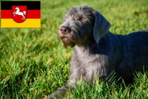 Read more about the article Slovakian Rough Beard opdrættere og hvalpe i Niedersachsen