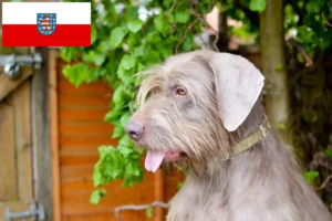 Read more about the article Slovakian Rough Beard opdrættere og hvalpe i Thüringen