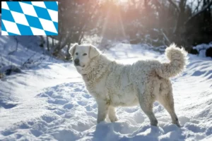 Read more about the article Slovensky Cuvac opdrættere og hvalpe i Bayern