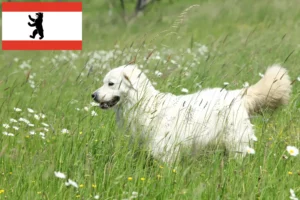 Read more about the article Slovensky Cuvac opdrættere og hvalpe i Berlin