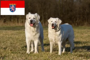 Read more about the article Slovensky Cuvac opdrættere og hvalpe i Hessen