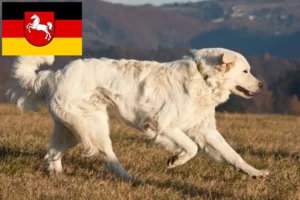 Read more about the article Slovensky Cuvac opdrættere og hvalpe i Niedersachsen