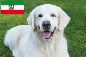 Read more about the article Slovensky Cuvac opdrættere og hvalpe i Nordrhein-Westfalen