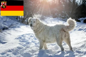 Read more about the article Slovensky Cuvac opdrættere og hvalpe i Rheinland-Pfalz