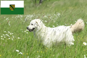 Read more about the article Slovensky Cuvac opdrættere og hvalpe i Sachsen