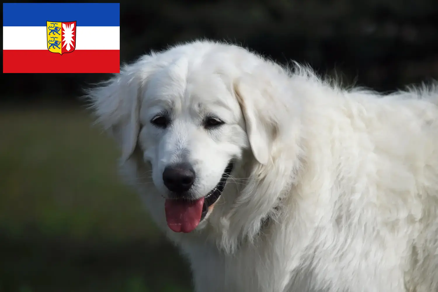 Slovensky Cuvac hvalpe og opdrættere Schleswig-Holstein Her kan du finde Slovensky Cuvacs opdrættere i Slesvig-Holsten.