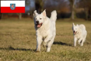 Read more about the article Slovensky Cuvac opdrættere og hvalpe i Thüringen
