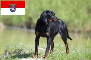 Read more about the article Slovenský kopov opdrættere og hvalpe i Hessen