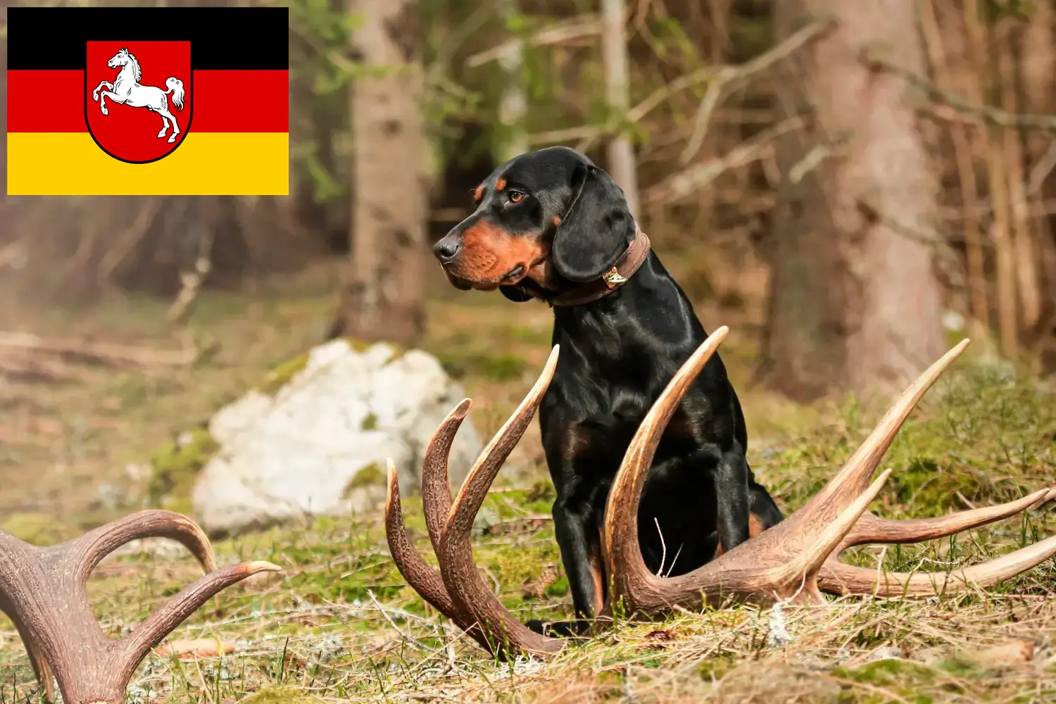 Read more about the article Slovenský kopov opdrættere og hvalpe i Niedersachsen