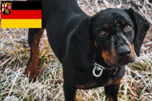 Read more about the article Slovenský kopov opdrættere og hvalpe i Rheinland-Pfalz