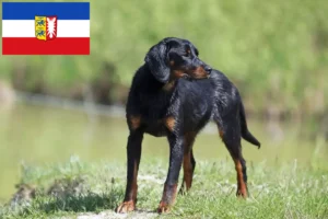 Read more about the article Slovenský kopov opdrættere og hvalpe i Slesvig-Holsten