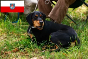 Read more about the article Slovenský kopov opdrættere og hvalpe i Thüringen