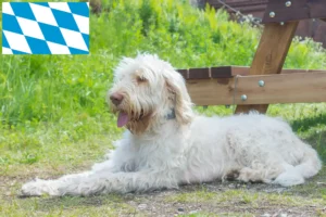 Read more about the article Spinone Italiano opdrættere og hvalpe i Bayern