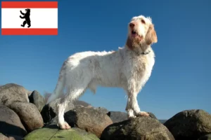 Read more about the article Spinone Italiano opdrættere og hvalpe i Berlin