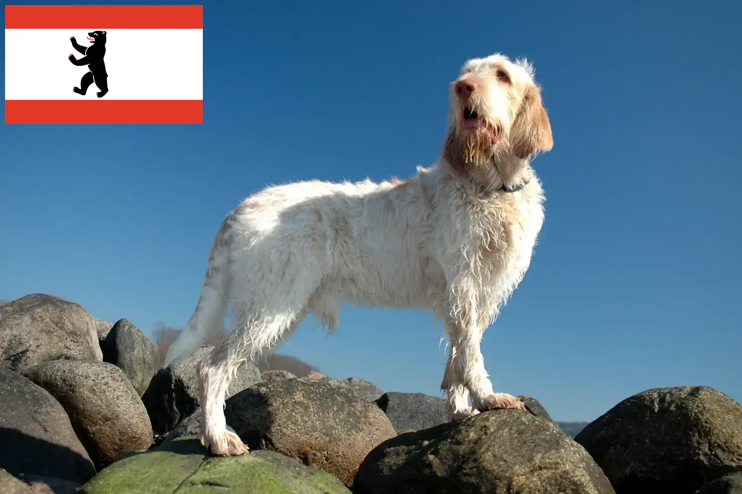 Spinone Italiano hvalpe og opdrættere Berlin Her kan du finde Spinone Italianos-opdrættere i Berlin.