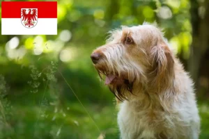 Read more about the article Spinone Italiano opdrættere og hvalpe i Brandenburg